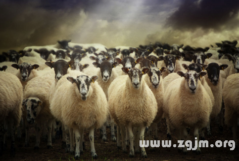 夢見家中有一群羊
