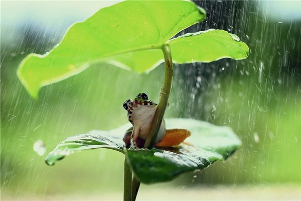 夢到了煮青蛙有什麼含義_周公解夢