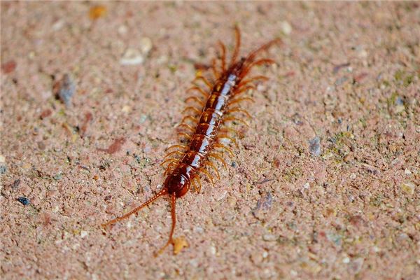 夢到蜈蚣咬自己_周公解夢