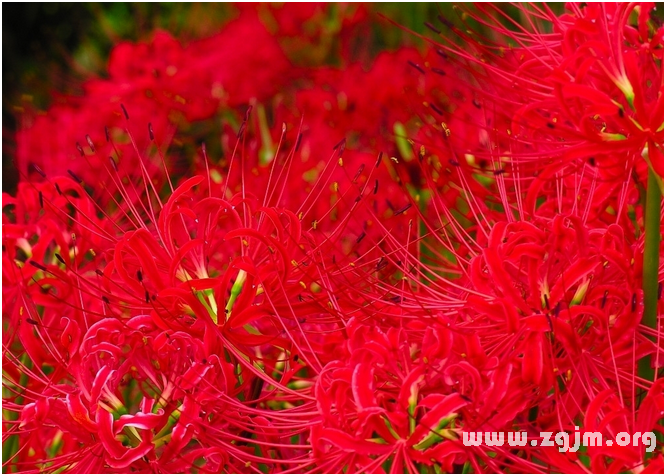 彼岸花的花語