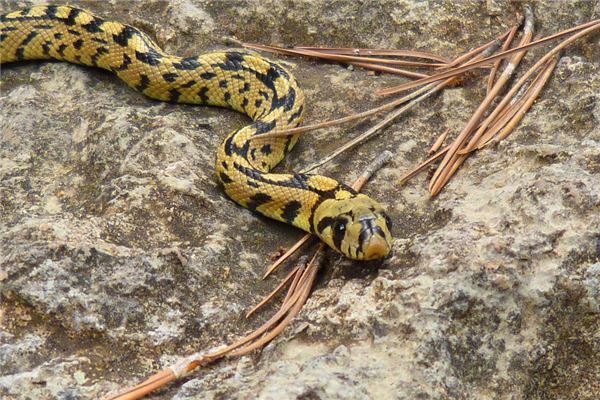 夢見踩死蛇是什麼意思_周公解夢