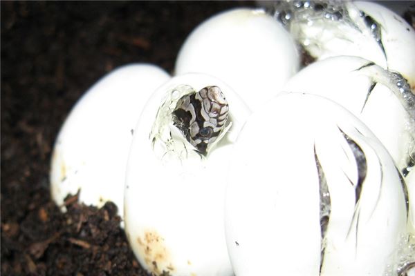 夢到撿蛇蛋怎麼回事_周公解夢