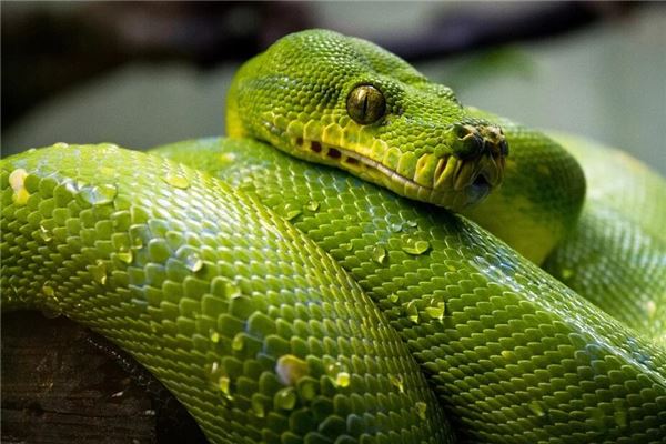 夢到蛇打什麼七星彩_周公解夢