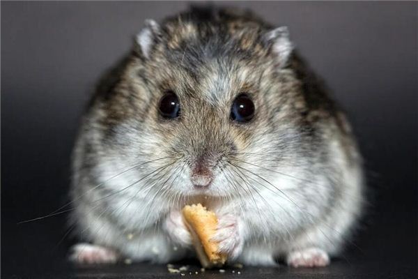 屬相鼠2021年歲數_十二生肖