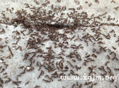 夢見一群螞蟻