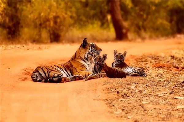 夢老虎十年旺靈驗嗎_周公解夢
