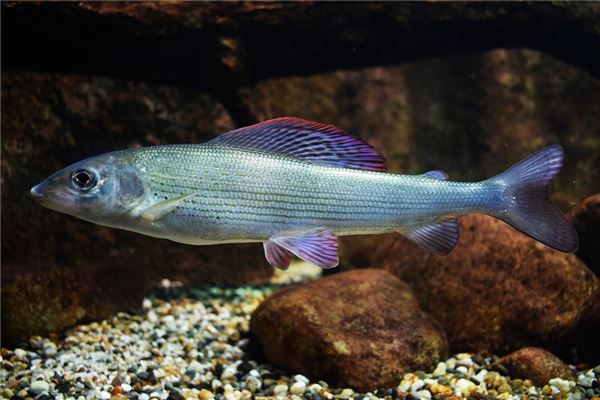 夢見魚肚有什麼預兆_周公解夢