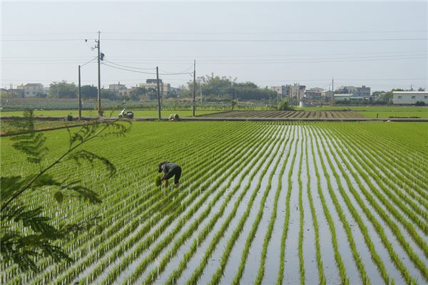 夢見栽秧_周公解夢