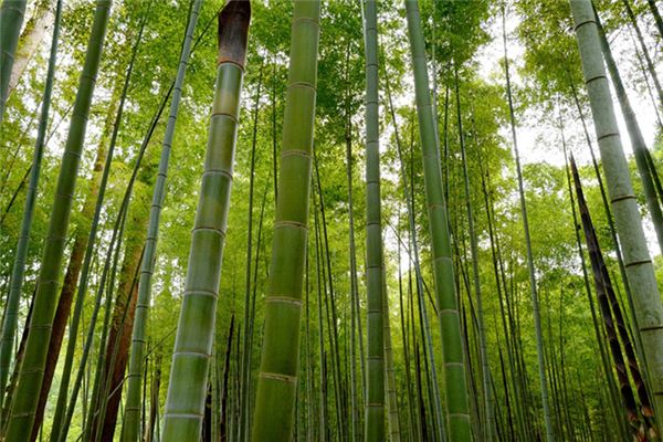 夢見自己砍竹子_周公解夢