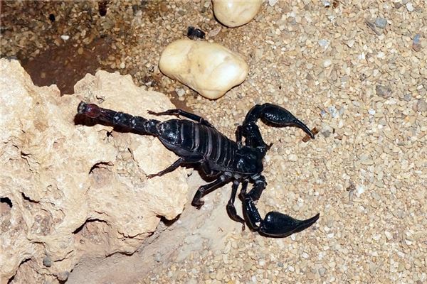 夢到了蛇和蠍子會是什麼預兆_周公解夢