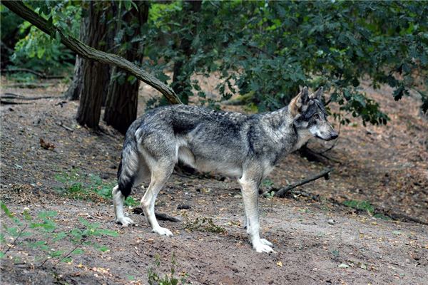 夢見把狼擋在門外_周公解夢