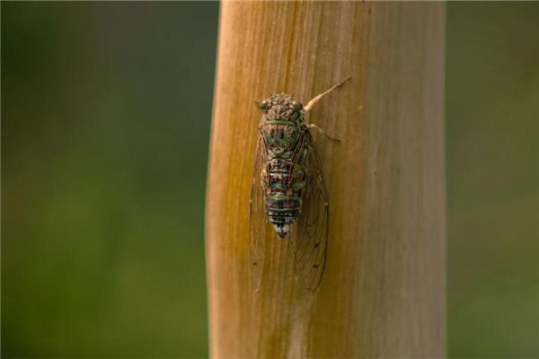 夢見知了_周公解夢