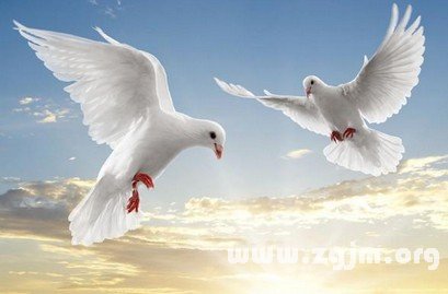 12星座分別代表了哪種鳥？_十二星座