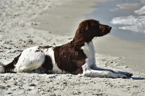 做夢夢到狗咬到左手腕_周公解夢