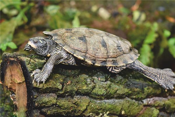 夢到被烏龜咬手_周公解夢