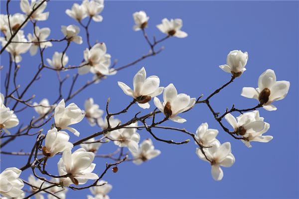 夢見玉蘭花開預示什麼_周公解夢