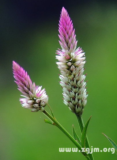 密蒙花的花語