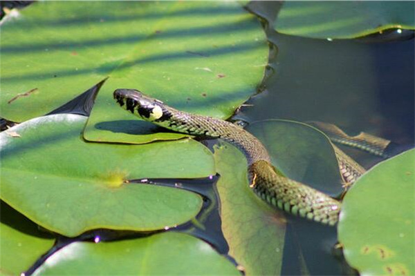 夢見蛇咬了自己意味著什麼_周公解夢