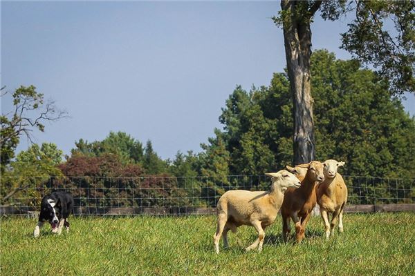 夢見羊雜碎預示什麼_周公解夢
