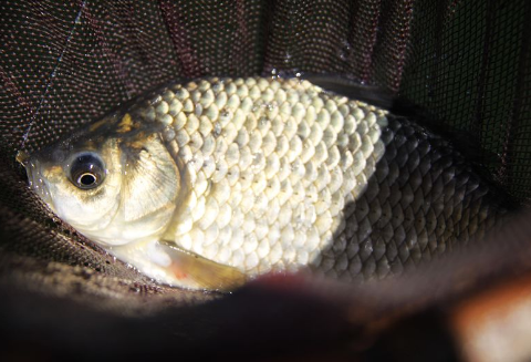 夢見發大水還有魚