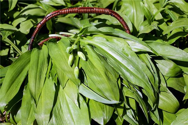 夢到山野菜是咋回事_周公解夢