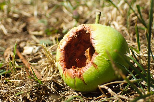 女人夢見爛蘋果_周公解夢