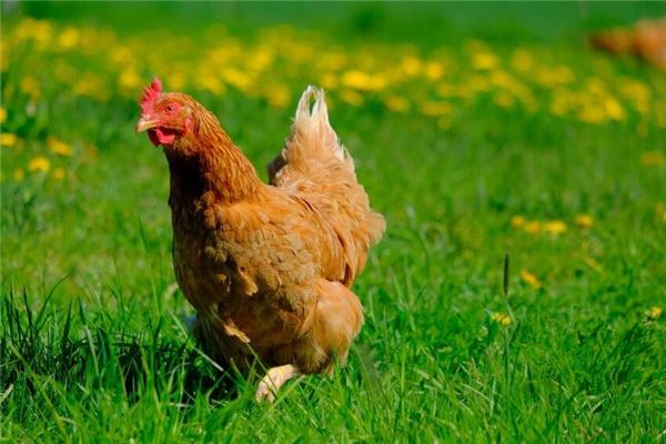 夢見偷雞是什麼意思_周公解夢