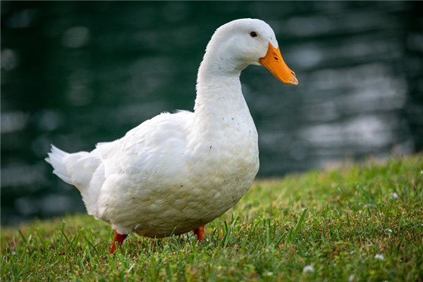 夢到殺雞鴨什麼預兆_周公解夢