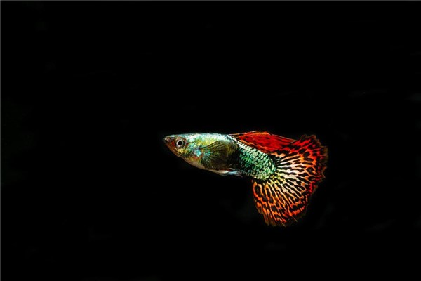 夢見彩魚是什麼徵兆_周公解夢
