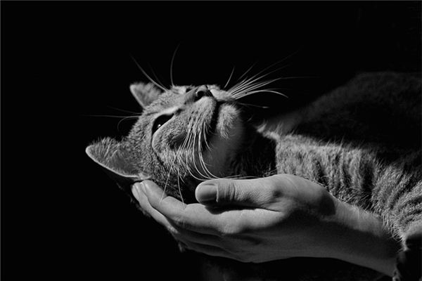 夢見抱著貓睡覺_周公解夢