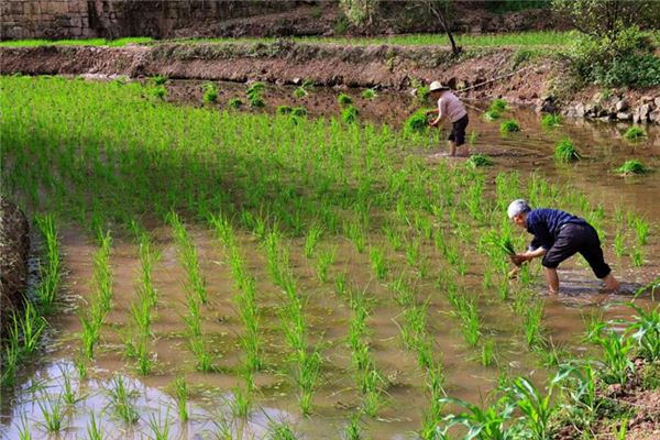 夢見幫別人插秧_周公解夢