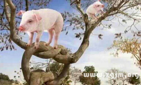 夢見豬爬樹