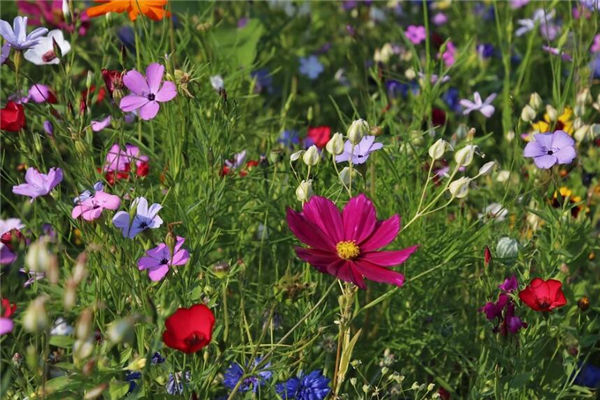 夢見植物長的茂盛_周公解夢