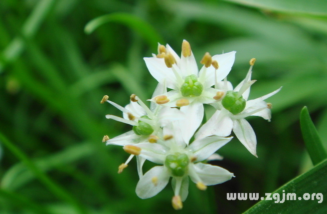 韭菜花的花語