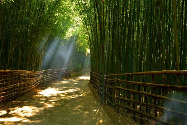 夢見竹子什麼意思_周公解夢