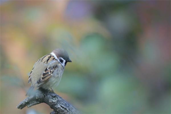 夢見麻雀飛進家裡_周公解夢