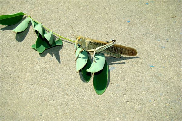 夢見蝗蟲意味著什麼_周公解夢