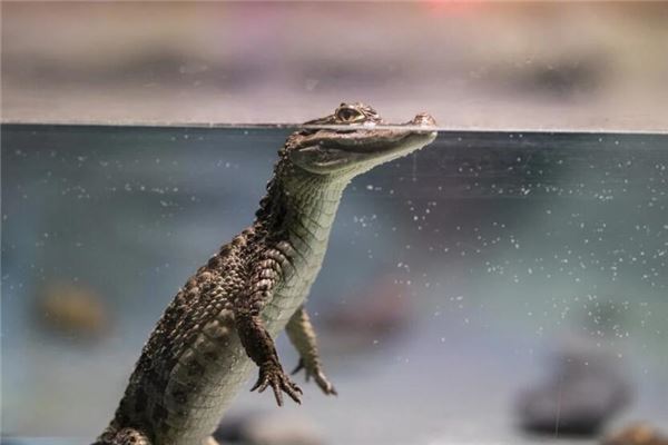 夢見吃鱷魚肉是什麼意思_周公解夢