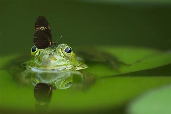夢見抓青蛙是什麼預兆_周公解夢