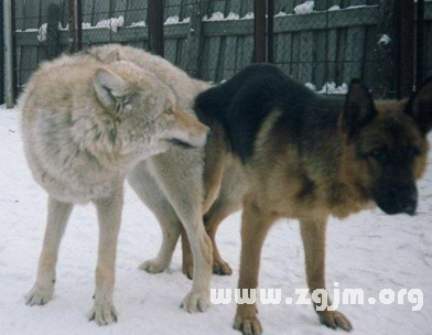 夢見狼和狗