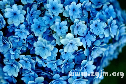夢見藍色的花