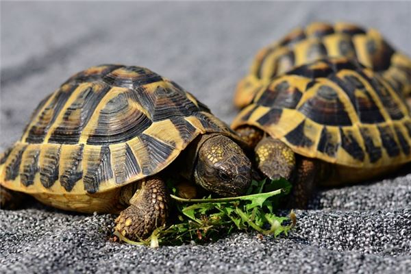 女人夢見烏龜咬自己_周公解夢