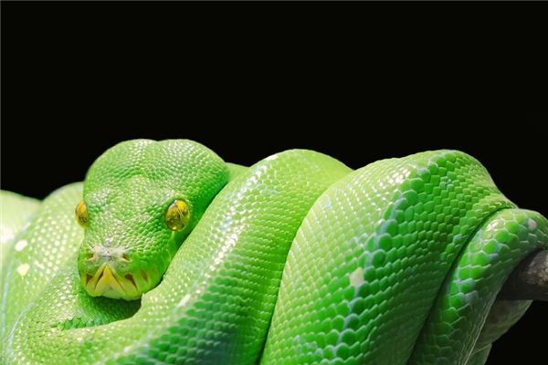 夢見蟒蛇是什麼意思周公解夢_周公解夢