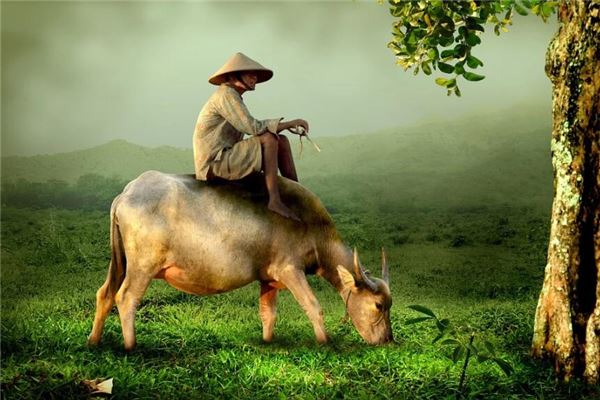 夢見騎牛背是什麼意思_周公解夢