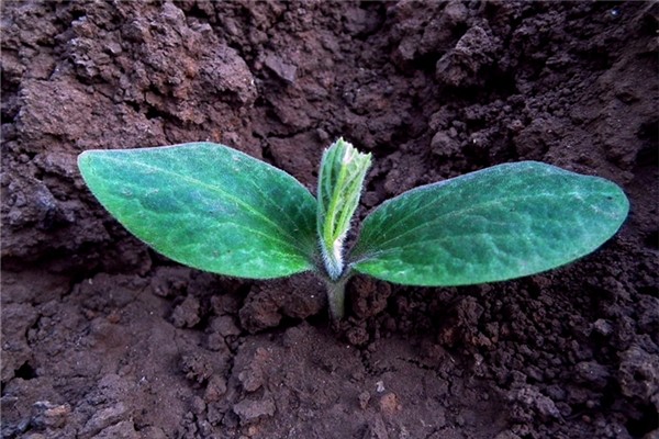 夢見種的瓜苗被拆斷預示了什麼_周公解夢