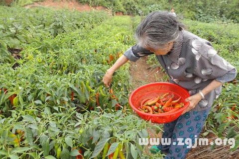 夢見摘辣椒