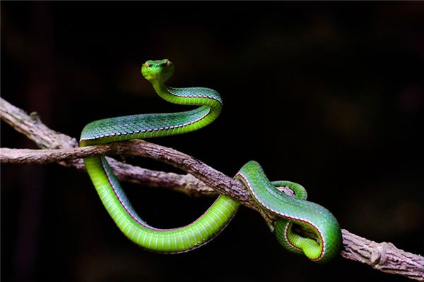 夢見被青蛇追_周公解夢