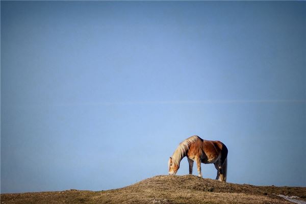 1990年是什麼命中年有財運嗎_十二生肖