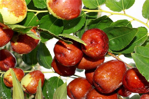 夢見棗樹摘棗吃_周公解夢