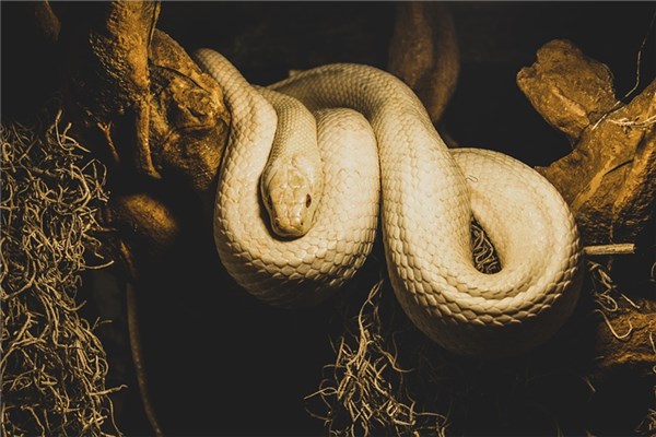 夢到白素貞預示著什麼_周公解夢